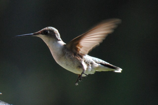 humming-bird-in-flight