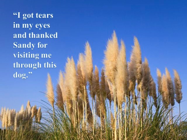 Patti McCulloch - Pampas