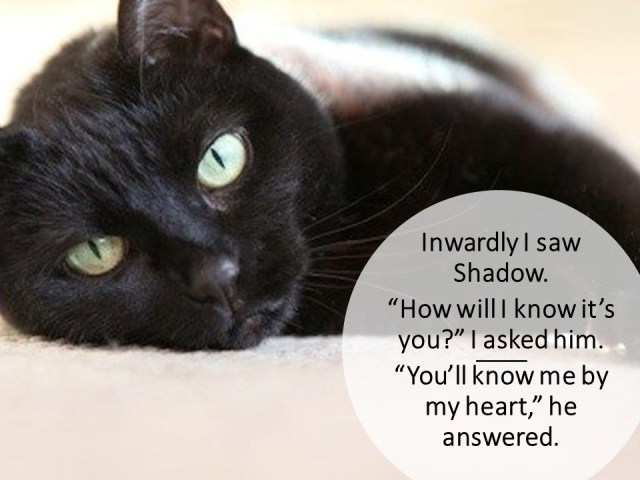 Bob Lawton - Cat With a Heart